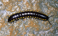 : Harpaphe haydeniana; Flat-backed Millipede
