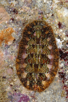 : Mopalia ciliata; Hairy Chiton