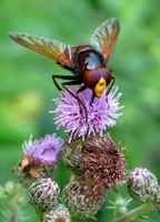 : Volucella zonaria