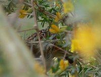 Pallas's Grasshopper Warbler