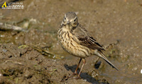 Fig. 24. Buff Bellied Pipit : 밭종다리