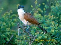 Photo of kukačka Centropus superciliosus burchelli, Burchell´s Coucal, Tiputip
