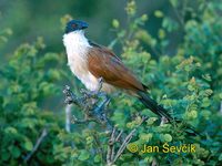 Photo of kukačka Centropus superciliosus burchelli, Burchell´s Coucal, Tiputip