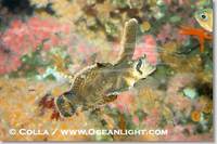 ...Image 07897, Sailfin sculpin., Nautichthys oculofasciatus, Phillip Colla, all rights reserved wo