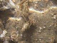 Macropodia rostrata - Long-legged Spider Crab