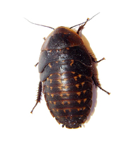 Archimandrita tessellata