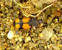 Panagaeus cruxmajor