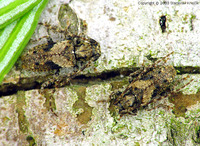 Pogonocherus ovatus