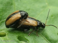Phyllotreta armoraciae - Horseradish flea beetle