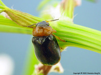 Smaragdina salicina