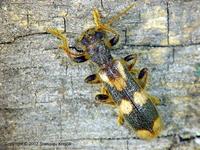 Opilo mollis