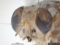 Bactrocera cucurbitae