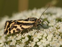 Emmelia trabealis - Spotted Sulphur