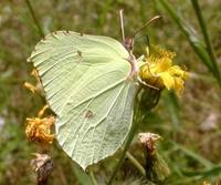 Gonepteryx rhamni rhamni