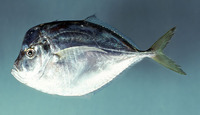 Selene setapinnis, Atlantic moonfish: fisheries, aquarium