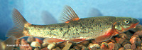 Rhinichthys cataractae, Longnose dace: aquaculture, aquarium, bait