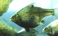 Micrometrus minimus, Dwarf perch: