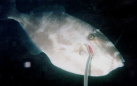 Aluterus monoceros, Unicorn leatherjacket: fisheries