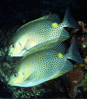 Siganus guttatus, Orange-spotted spinefoot: fisheries, aquaculture, aquarium