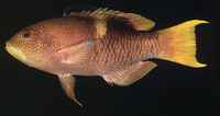 Bodianus perditio, Golden-spot hogfish: fisheries, gamefish, aquarium