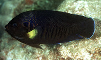 Centropyge flavipectoralis, Yellowfin angelfish: aquarium
