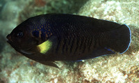 Centropyge flavipectoralis, Yellowfin angelfish: aquarium