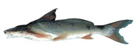 Luciopimelodus pati, Pati: aquaculture