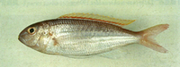 Nemipterus aurorus, Dawn threadfin bream: fisheries