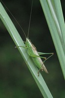 Conocephalus discolor - Long-winged Conehead