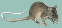 Image of: Cricetomys gambianus (Gambian rat)