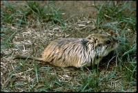 Image of: Ctenomys fulvus (tawny tuco-tuco)