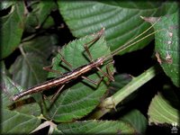 Anisomorpha buprestoides
