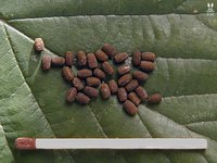 Anisomorpha paromalus