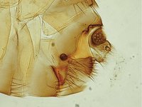 Pulex irritans - Human Flea