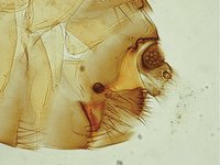 Pulex irritans - Human Flea