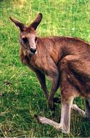 Image of: Macropus fuliginosus (western gray kangaroo)