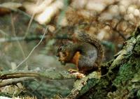 Image of: Tamiasciurus douglasii (Douglas's squirrel)