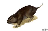 Image of: Thomomys bottae (Botta's pocket gopher)