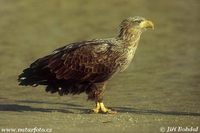 Haliaeetus albicilla - Greenland White-tailed Eagle