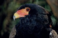 Terathopius ecaudatus - Bateleur