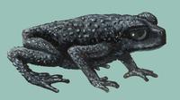 Image of: Oreophrynella quelchii