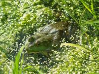 Image of: Rana clamitans (green frog)