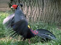 Lophura diardi - Siamese Fireback