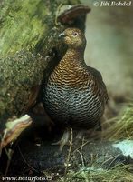 Tetrao tetrix - Eurasian Black Grouse