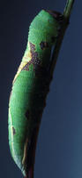 Image of: Heterocampa biundata