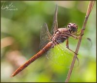 Image of: Orthemis ferruginea