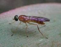 Image of: Ptecticus trivittatus