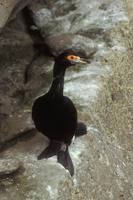Phalacrocorax urile - Red-faced Cormorant