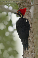 Dryocopus lineatus - Lineated Woodpecker