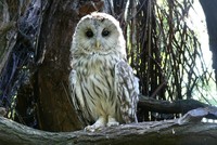Strix uralensis - Ural Owl